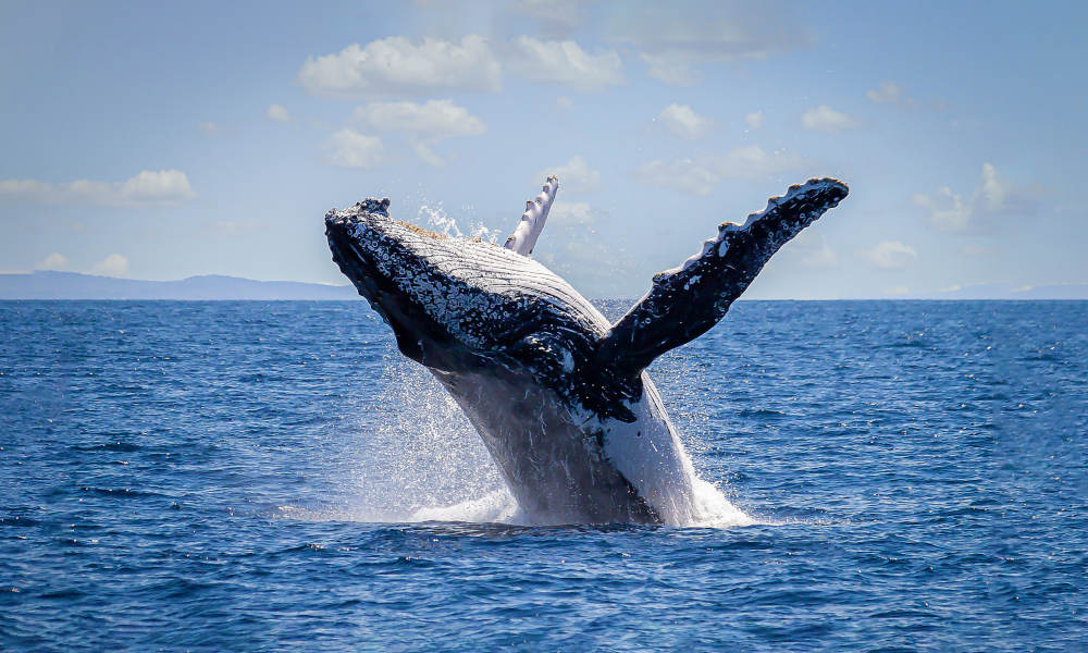 Sydney Morning Whale Watching Cruise