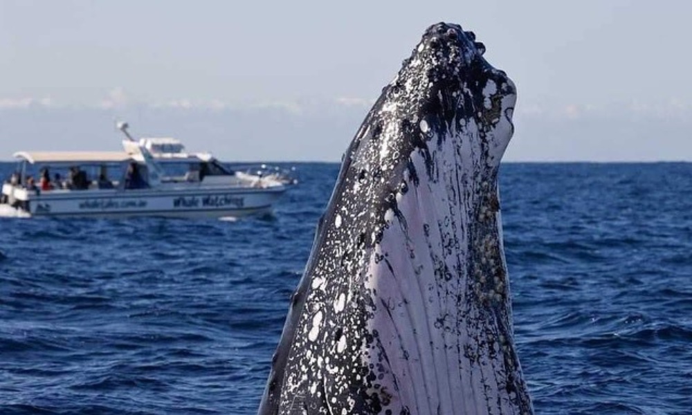 Sydney Intimate Whale Watching Cruise - 2.5 Hours