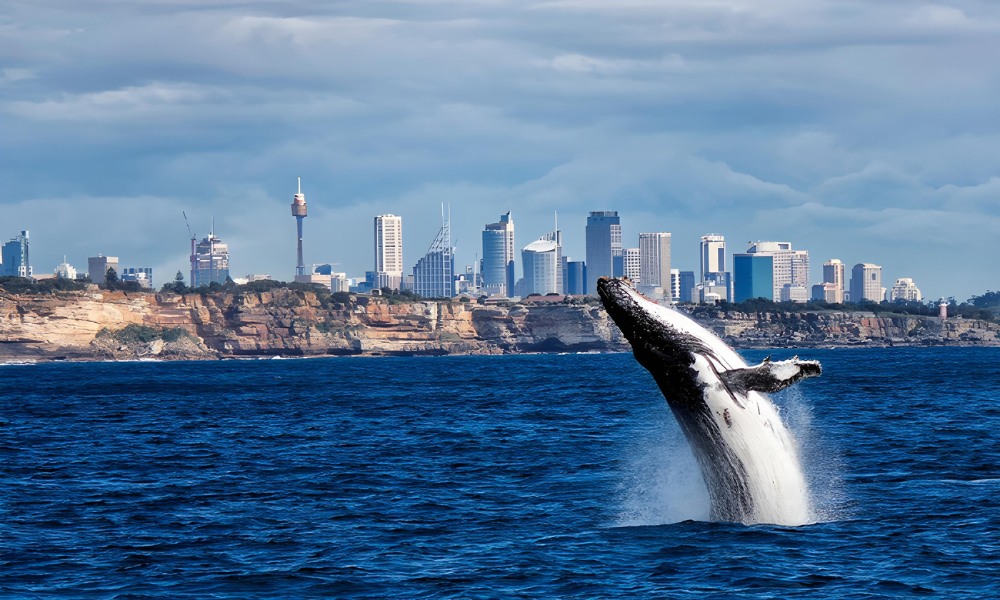 Sydney Harbour Whale Watching Express - 2 Hours