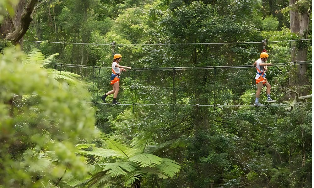 Illawarra Fly Zip Line Tour with Treetop Walk Entry