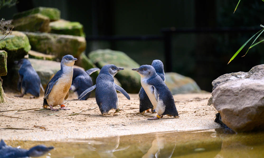 Featherdale Wildlife Park Entry Tickets Sydney