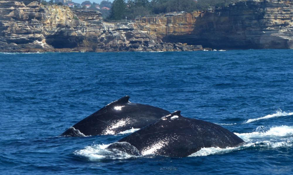 Sydney Whale Watching Cruise with BBQ Lunch