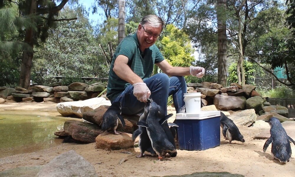 Featherdale Wildlife Park Penguin Encounter