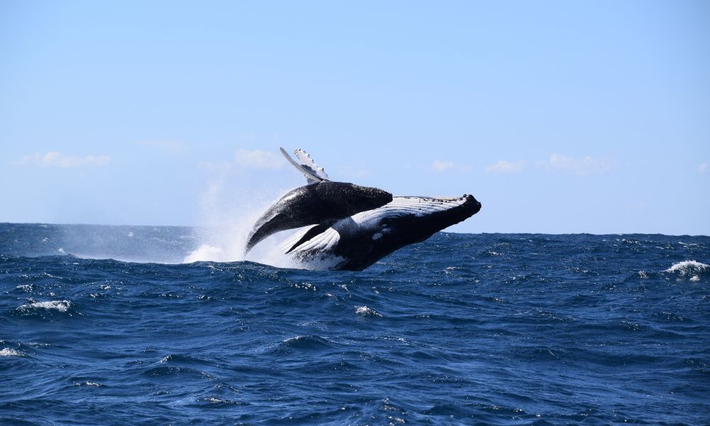 Sydney Whale Watching Speed Boat Tour - 2 Hours